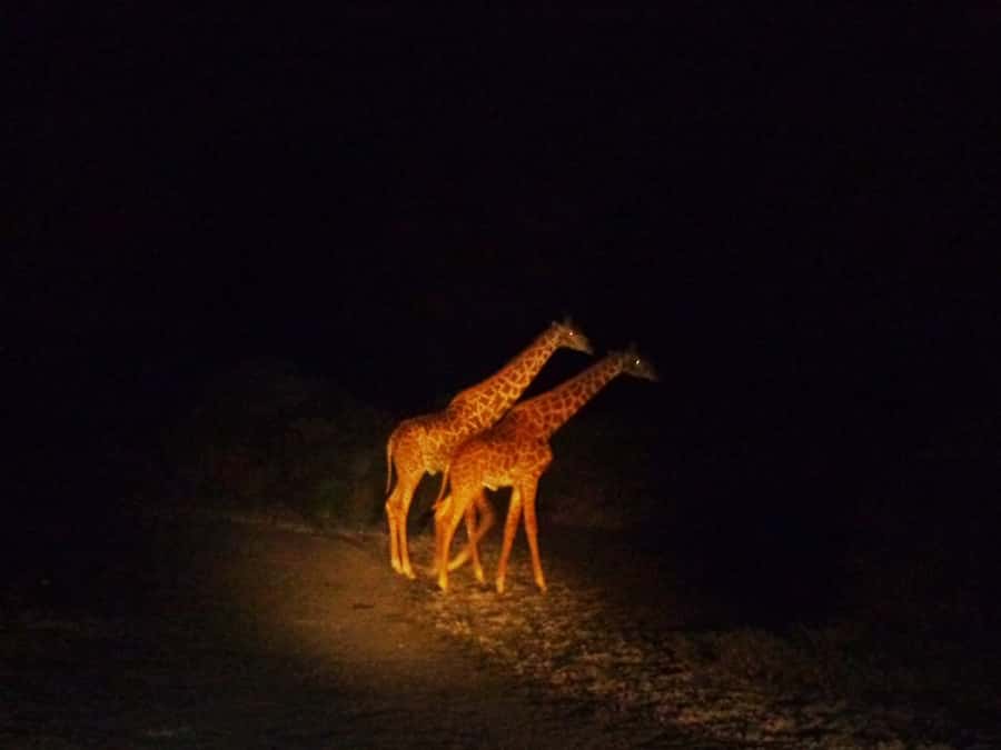 Victoria Falls: Night Game Drive and 3-Course Bush Dinner - Sunset drinks at the viewpoint