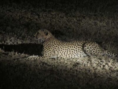 Night Game Drive and 3-Course Bush Dinner