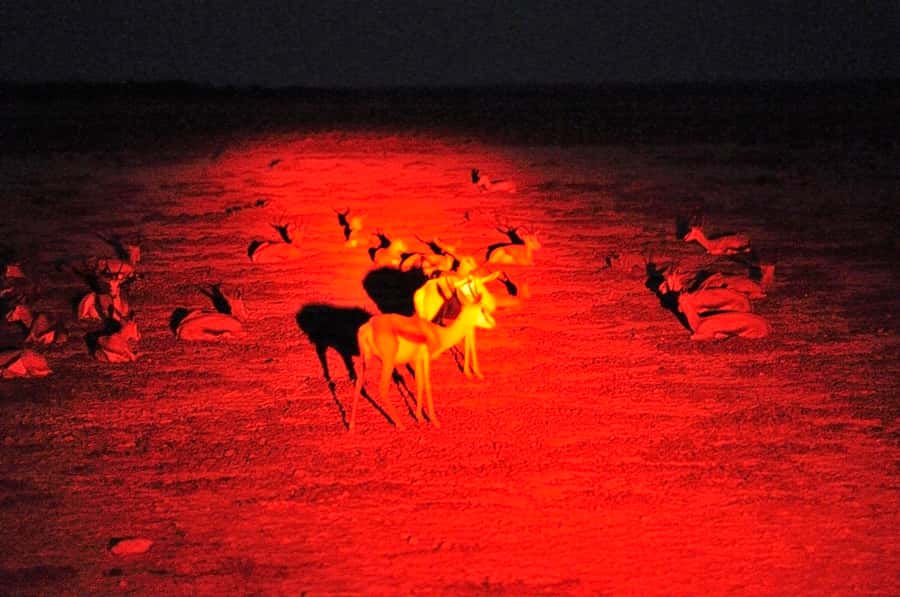 Victoria Falls: Night Game Drive and 3-Course Bush Dinner - What the spotlight safari really adds