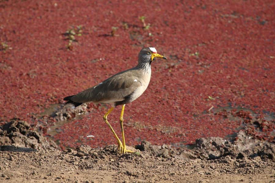 Victoria Falls: Private Zambezi River Birdwatching Safari - African Finfoot and other special targets