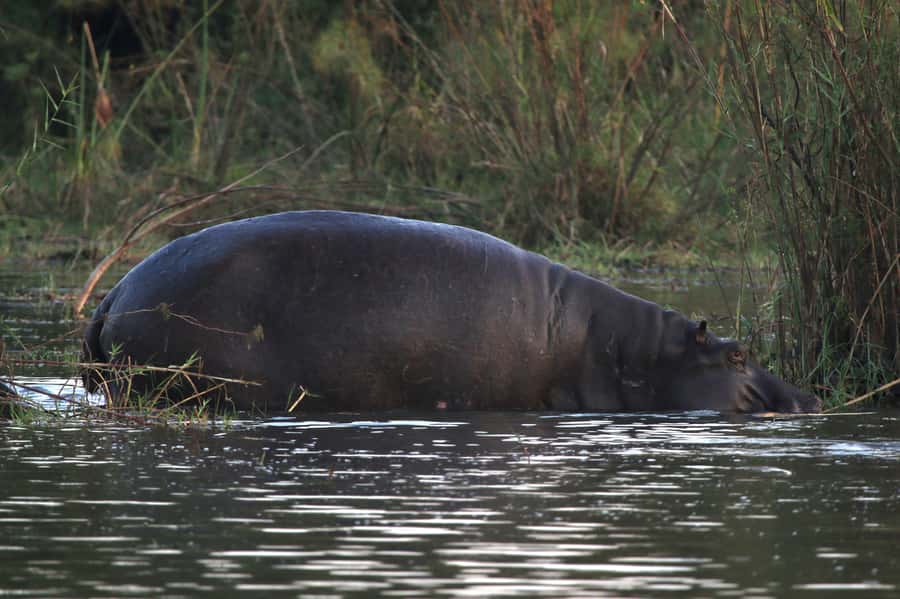 Victoria Falls: Private Zambezi River Birdwatching Safari - Hippos, crocodiles and mammals along the banks