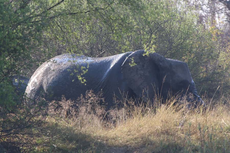 Victoria Falls: Private Zambezi River Birdwatching Safari - Is $80 a fair price?