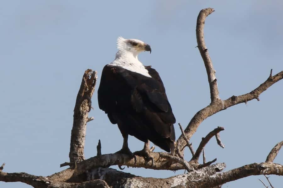 Victoria Falls: Private Zambezi River Birdwatching Safari - Who should book this Zambezi outing?