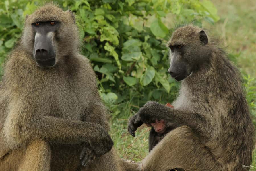 Victoria Falls Safari with Lunch and Sunset Cruise - Victoria Falls from the rainforest at 11:00 AM