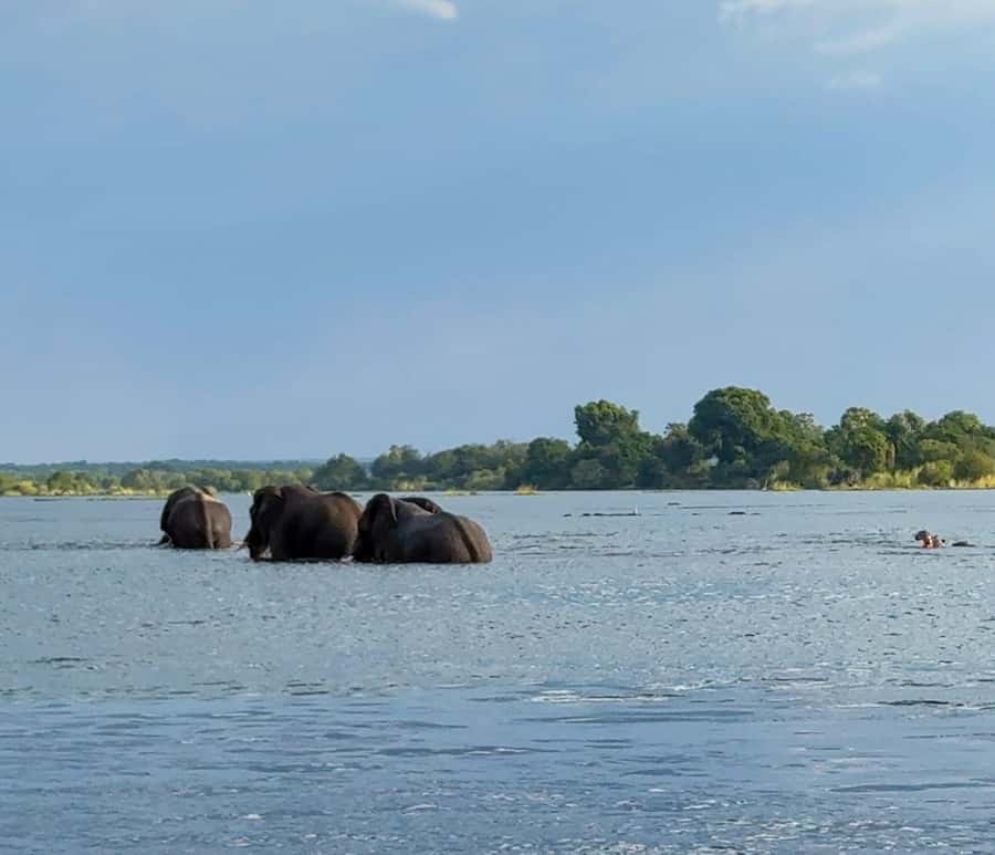 Victoria Falls: Sunset Cruise on the Zambezi River - Stories from the river guide