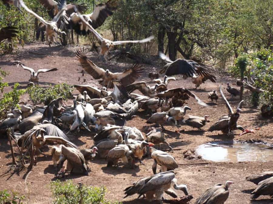 Victoria Falls: Vulture Safari and Bush Walk - Key points at a glance