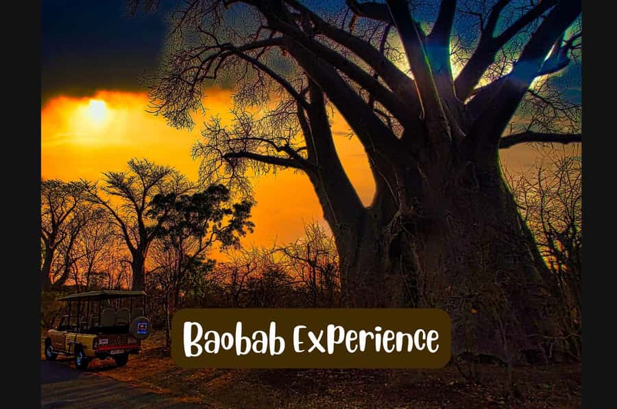 Victoria Falls: Vulture Safari and Bush Walk - Why this is not an ordinary Victoria Falls safari
