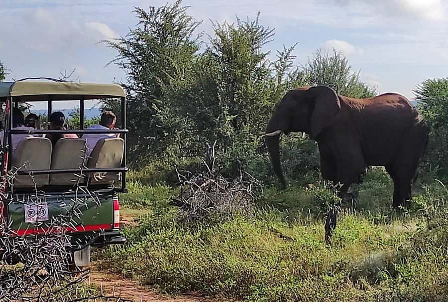 Victoria Falls: Vulture Safari and Bush Walk - The gorge and Zambezi viewpoint