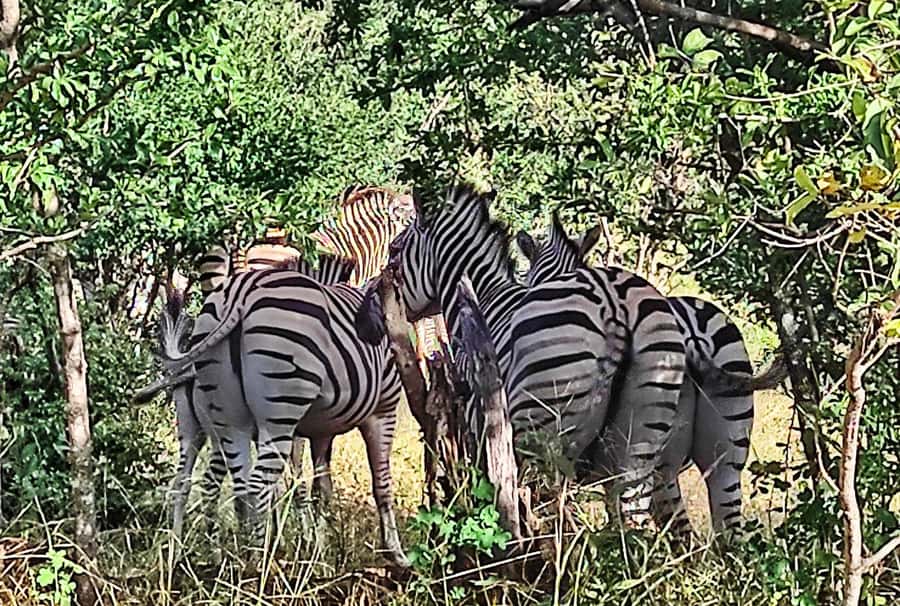 Victoria Falls: Vulture Safari and Bush Walk - The short walk to the shaded hide