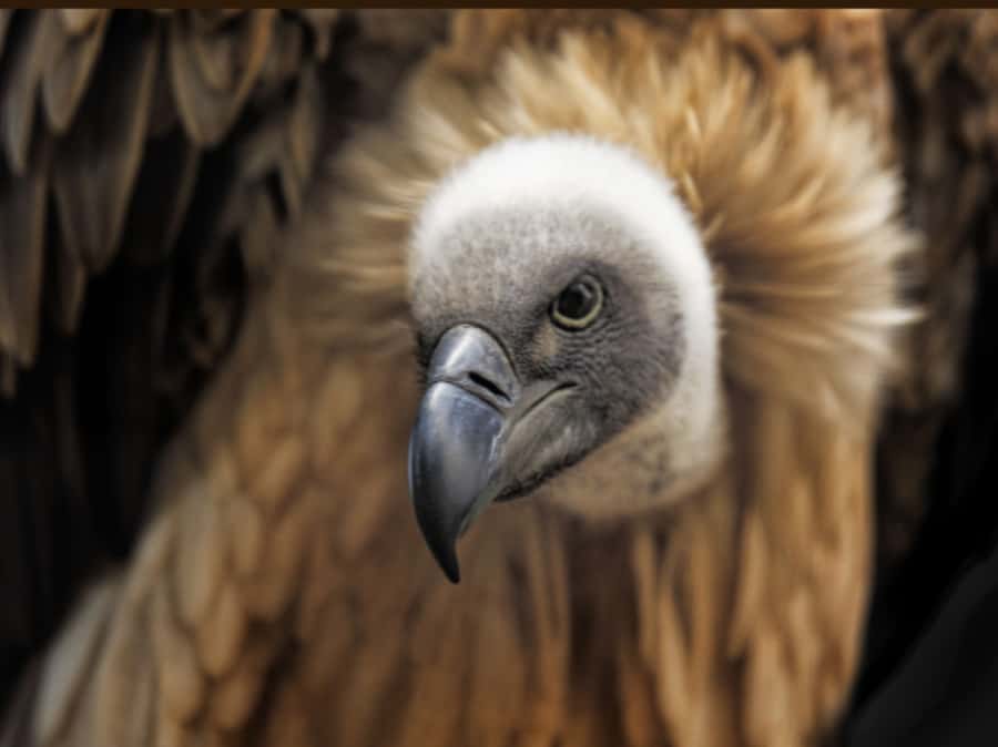 Victoria Falls: Vulture Safari and Bush Walk - The first 10 minutes: pickup and the open 4x4