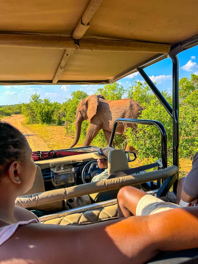 Victoria Falls: Zambezi National Park Game Drive - What the early morning drive is really like