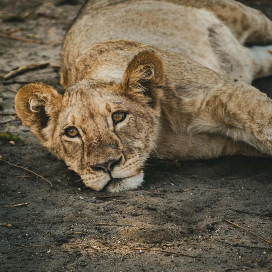 Victoria Falls: Zambezi National Park Game Drive - Reading the park through tracks and river country