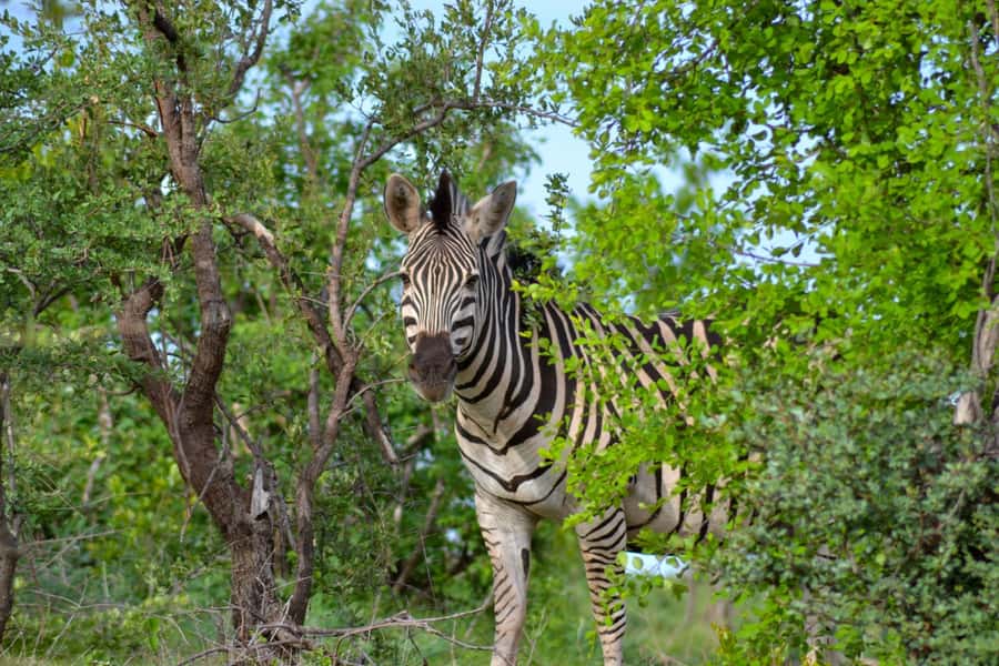 Victoria Falls: Zambezi National Park Game Drive - Who should book this game drive?