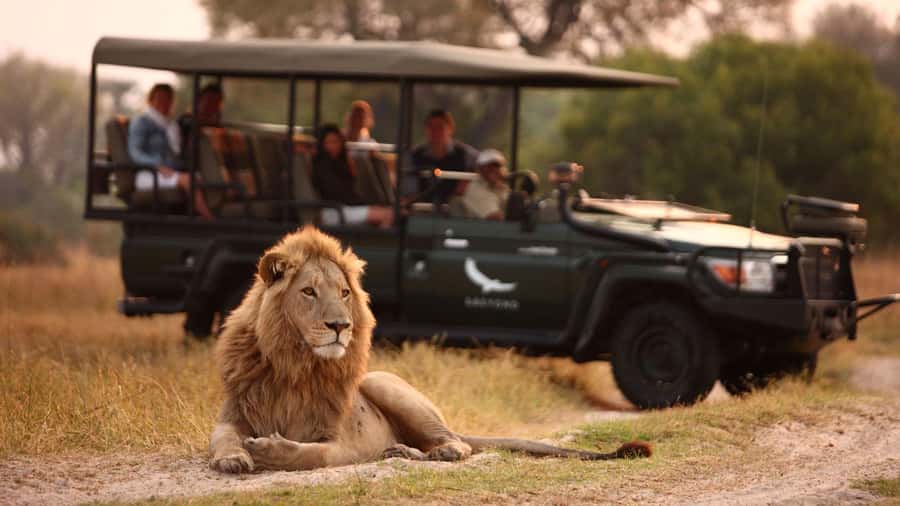 Zambezi 3hr Game Drive - Key points to know before you book