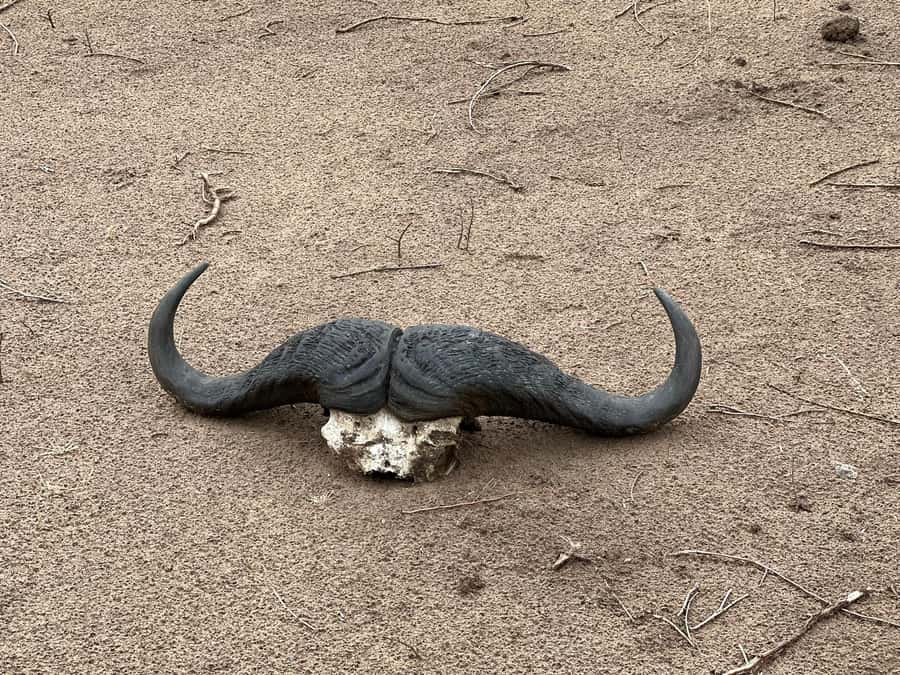 Zambezi 3hr Game Drive - Why the guide matters so much