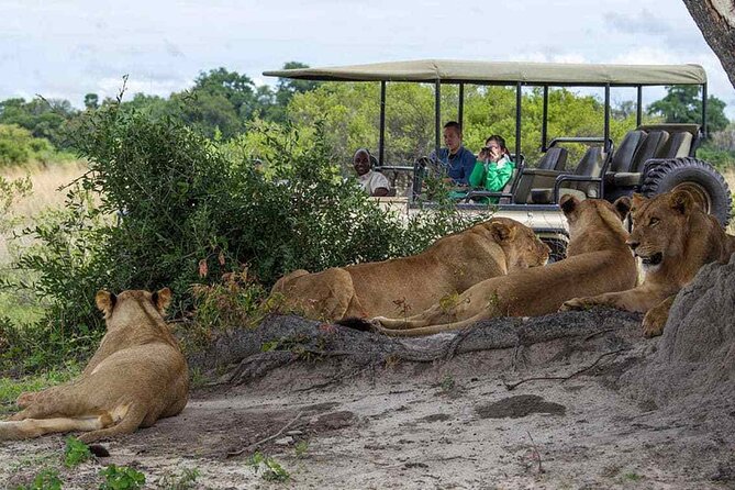Zambezi National Park AM or PM Game Drive - Hotel Pickup Makes the Outing Easier