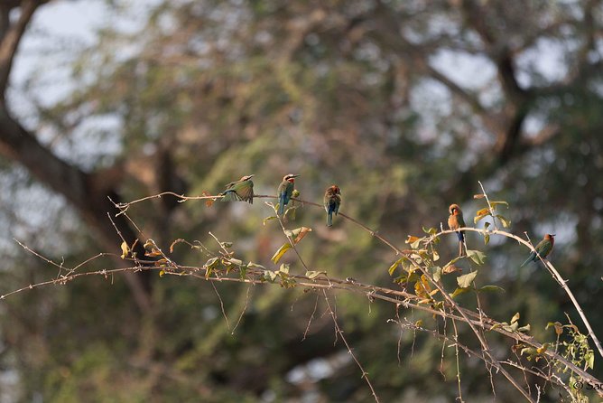 Zambezi National Park Game Drive AM /PM - Why this safari works well from Victoria Falls