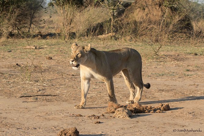 Zambezi National Park Game Drive AM /PM - What the guiding adds