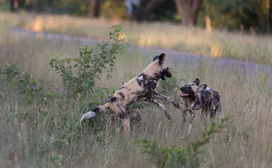 Zambezi National Park Game Drive in a Small Group - A quick safari from Victoria Falls