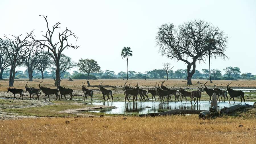 Zambezi National Park Game Drive in a Small Group - The 6:00 morning drive