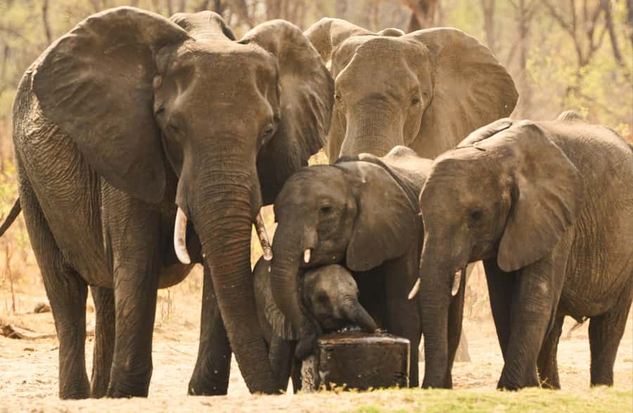 Zambezi National Park Game Drive in a Small Group - The 15:00 afternoon drive