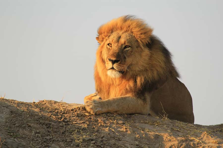 Zambezi National Park Game Drive in a Small Group - Finding elephants, lions, and smaller creatures