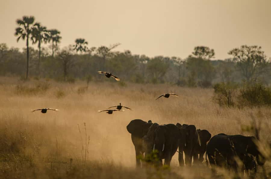 Zambezi National Park Game Drive in a Small Group - Why the guide matters