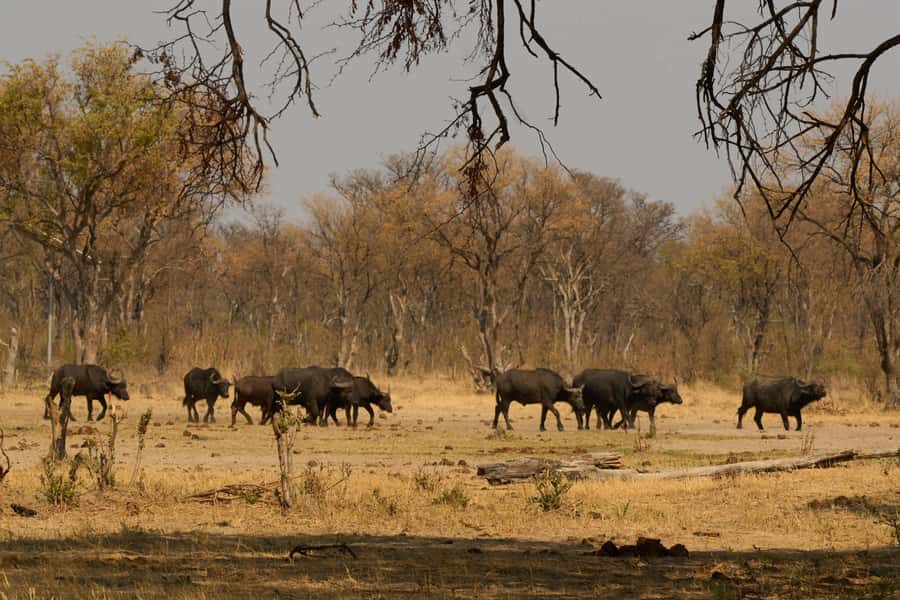 Zambezi National Park Game Drive in a Small Group - The watering-hole pause