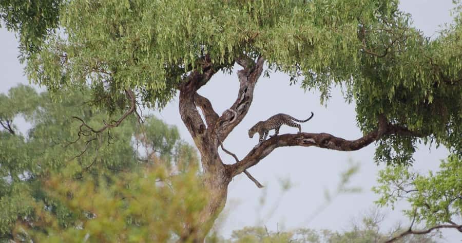 Zambezi National Park Game Drive in a Small Group - Is $100 a fair price?
