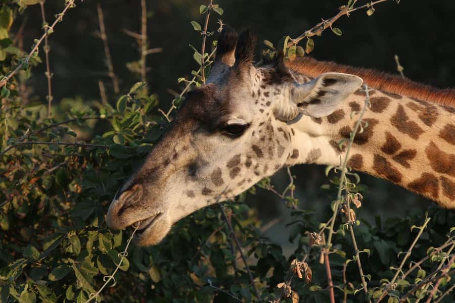 Zambezi National Park Private Wildlife Safari (4 - 10 hours) - Key points to know before booking