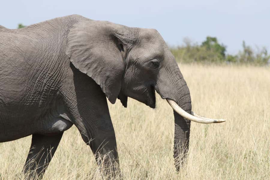 Zambezi National Park Private Wildlife Safari (4 - 10 hours) - A real park beside Victoria Falls