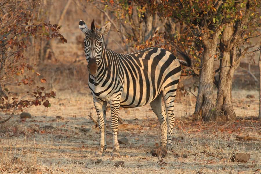 Zambezi National Park Private Wildlife Safari (4 - 10 hours) - Birdwatching in two very different seasons