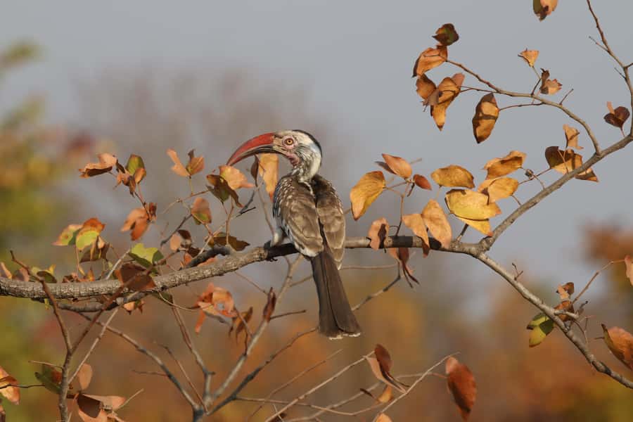 Zambezi National Park Private Wildlife Safari (4 - 10 hours) - What the private vehicle changes