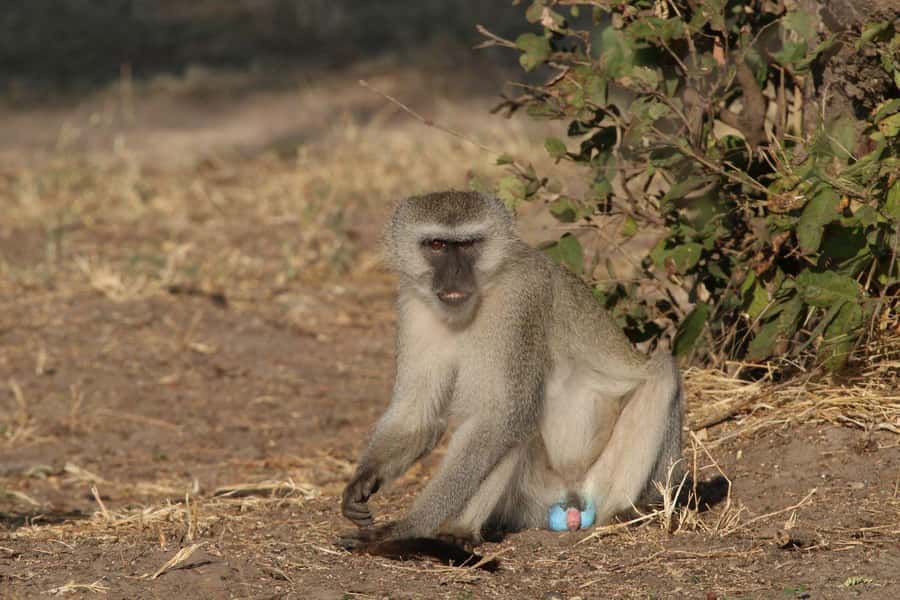 Zambezi National Park Private Wildlife Safari (4 - 10 hours) - Food, breaks, and the pace of a full day