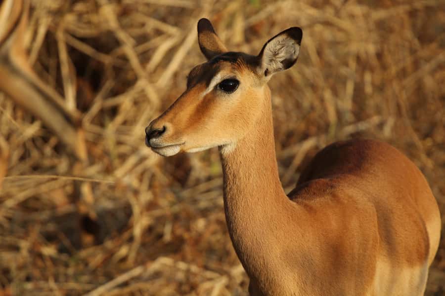 Zambezi National Park Private Wildlife Safari (4 - 10 hours) - Choosing four, seven, or ten hours