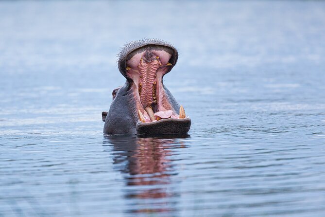 Zambezi Sunset Cruise – Wildlife, Drinks & Breathtaking Views - Who will enjoy this cruise most