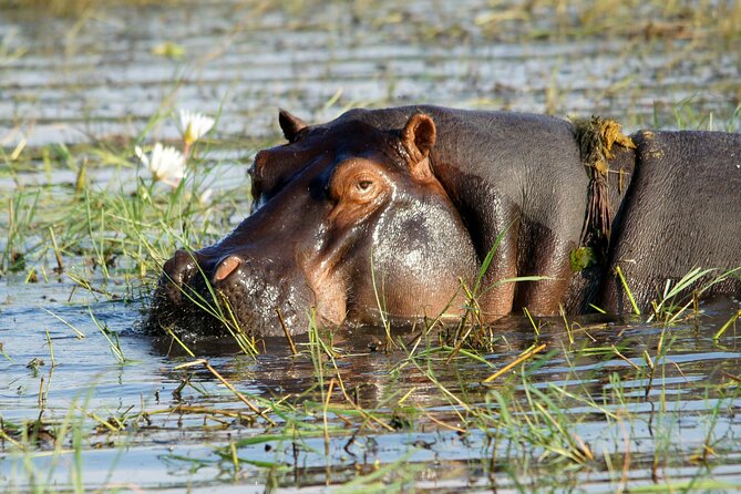Zambezi Sunset Cruise – Wildlife, Drinks & Breathtaking Views - Small details that make the evening easier