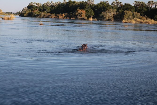 Zambezi Sunset Cruise – Wildlife, Drinks & Breathtaking Views - Should you book the Zambezi sunset cruise?